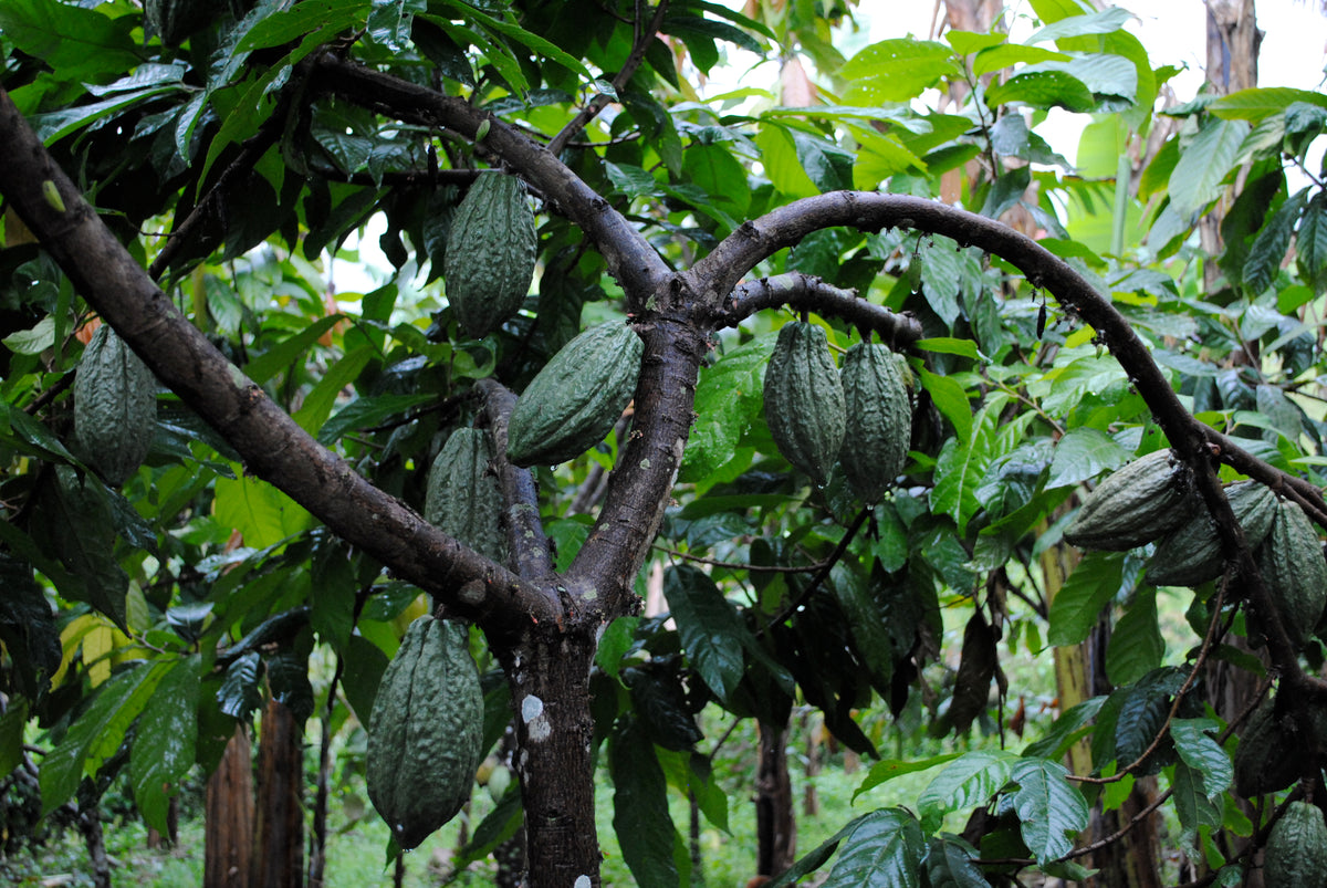 Virunga 70% - 2kg